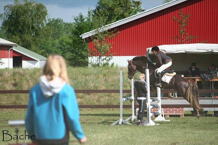 Welsh Cob (sec D) Arvalon Geronimo (os) - Gero til spring stævne LB* :) billede 2