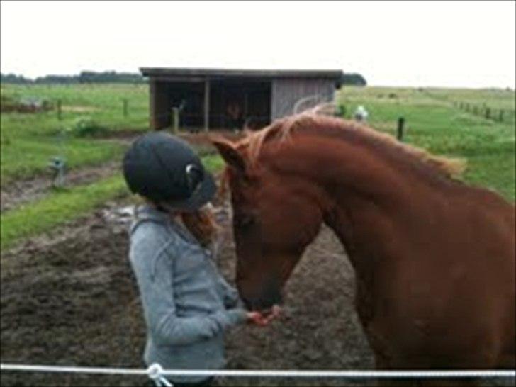 Mecklenburger Verdi<3 - Da jeg skulle sige farvel til Verdi fordi jeg skulle på ferie i 2 uger<3 på sommerfold:* billede 2