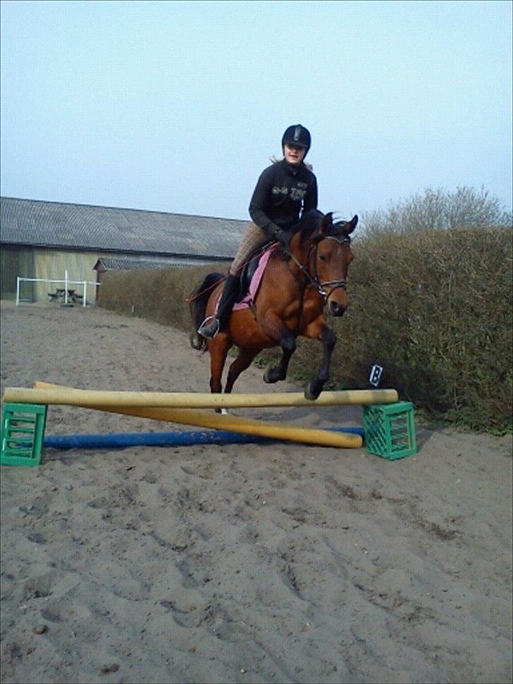 Arabisk fuldblod (OX) Fad Fynta billede 16