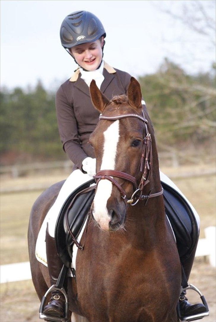 Welsh Cob (sec D) Arvalon Geronimo (os) - Smukke Gero :D billede 3