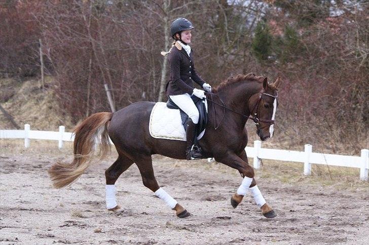 Welsh Cob (sec D) Arvalon Geronimo (os) - Dressur træning jeg har hvide ridebukser på fordi han skulle have taget billeder :) billede 4