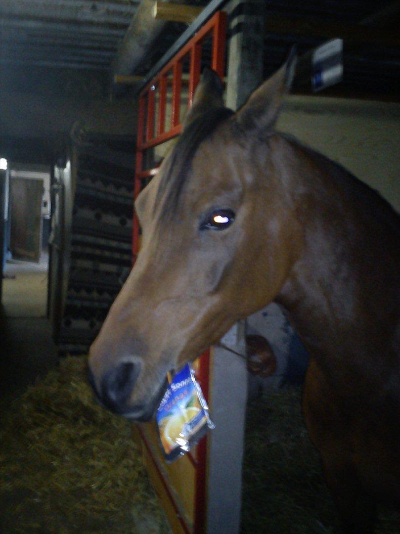 Arabisk fuldblod (OX) Fad Fynta - Drikker Capri-sonne!(: billede 17