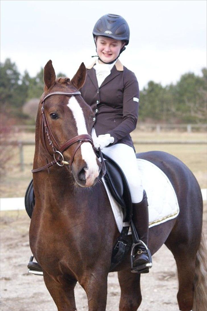 Welsh Cob (sec D) Arvalon Geronimo (os) - Min lille dreng :D billede 5