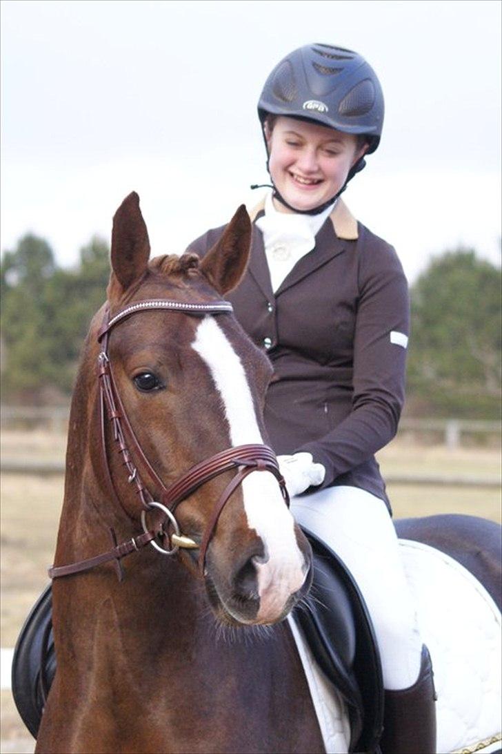Welsh Cob (sec D) Arvalon Geronimo (os) - :D billede 6