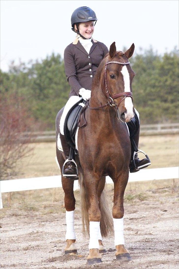 Welsh Cob (sec D) Arvalon Geronimo (os) - Kan godt lide at der er lavet en sang om ham :D billede 7
