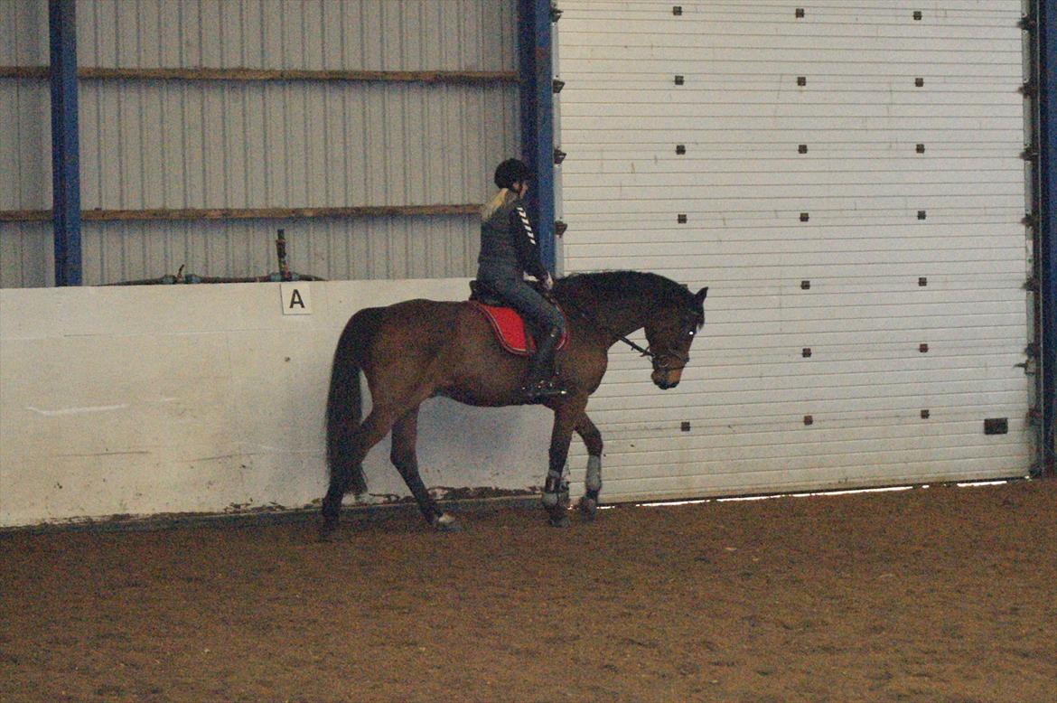 Holstener LASSE billede 6