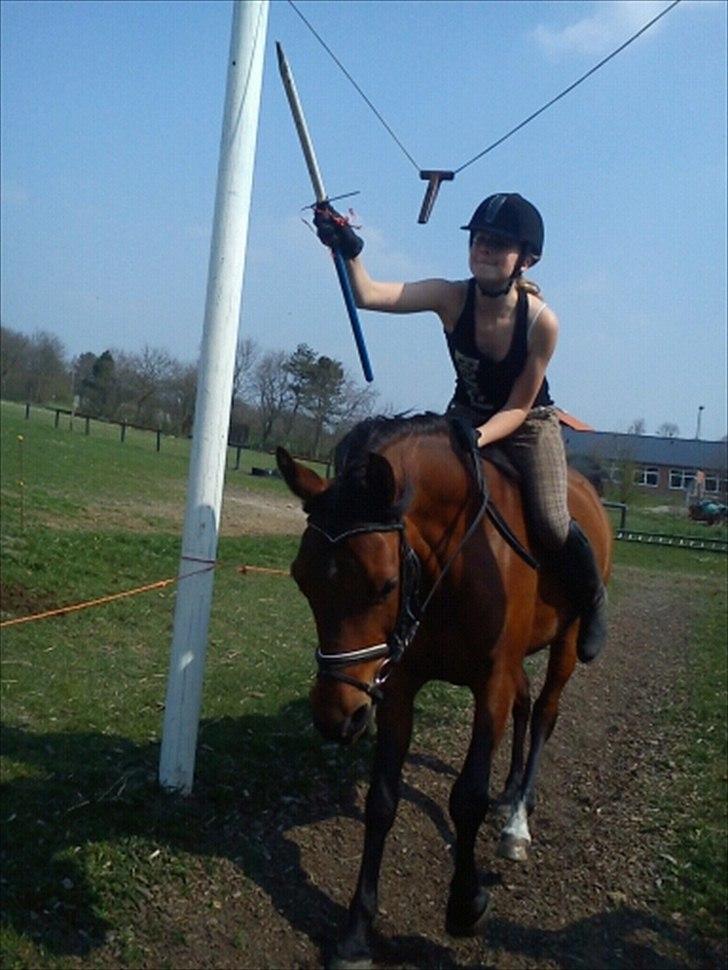 Arabisk fuldblod (OX) Fad Fynta - Øver ringeridning! (: billede 19