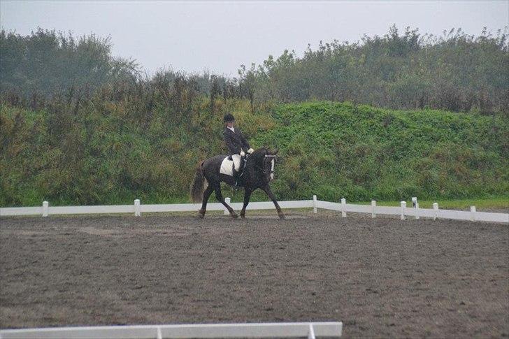 Welsh Cob (sec D) Arvalon Geronimo (os) - LB3 1. plads billede 8