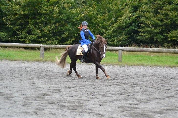 Welsh Cob (sec D) Arvalon Geronimo (os) - LB** på basse :-) billede 9