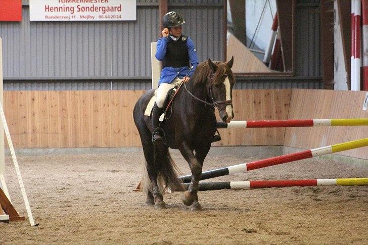 Welsh Cob (sec D) Arvalon Geronimo (os) - Lige før vi skal ride :) billede 10