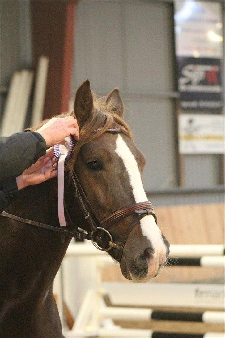 Welsh Cob (sec D) Arvalon Geronimo (os) - Fik en roset da vi var fejlfri i LB** :-D billede 11