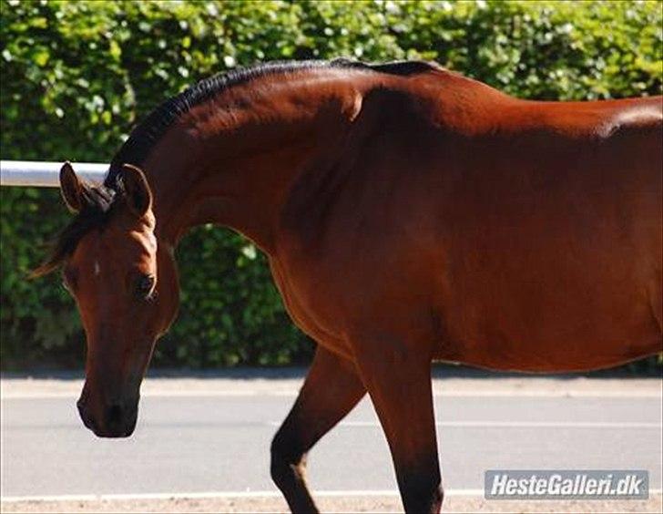 Arabisk fuldblod (OX) Fad Fynta billede 20