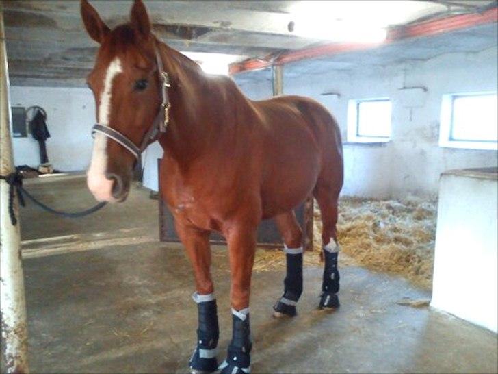 Oldenborg Clemenst Gucci *himmelhest* - Venter på trailerne. billede 13