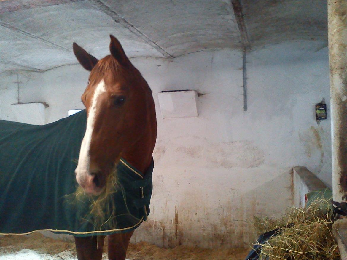 Oldenborg Clemenst Gucci *himmelhest* - Dejlig med en tør boks når det er våd udenfor. billede 14