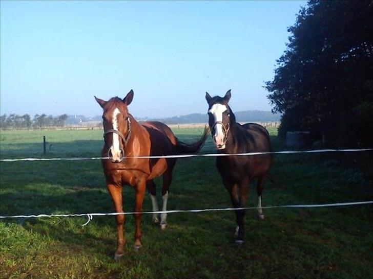 Oldenborg Clemenst Gucci *himmelhest* - Gucci og hans dame. billede 15