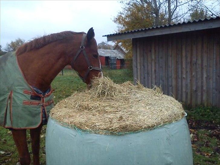 Oldenborg Clemenst Gucci *himmelhest* - Go mad. billede 16