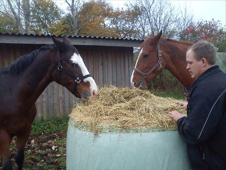 Oldenborg Clemenst Gucci *himmelhest* billede 18