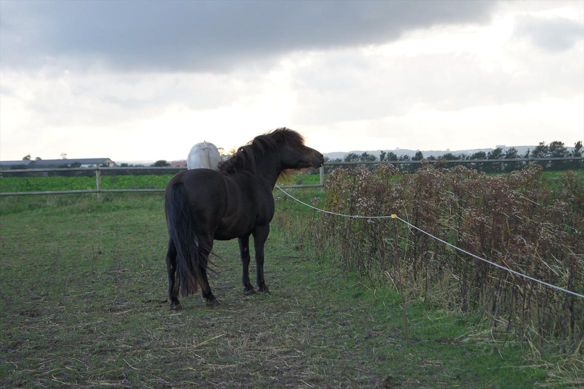 Shetlænder Bølle bob 'Bassen' billede 11