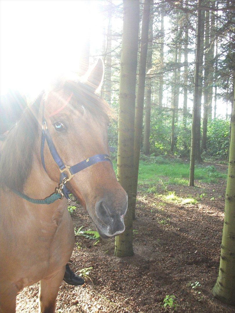 Anden særlig race lukas billede 16