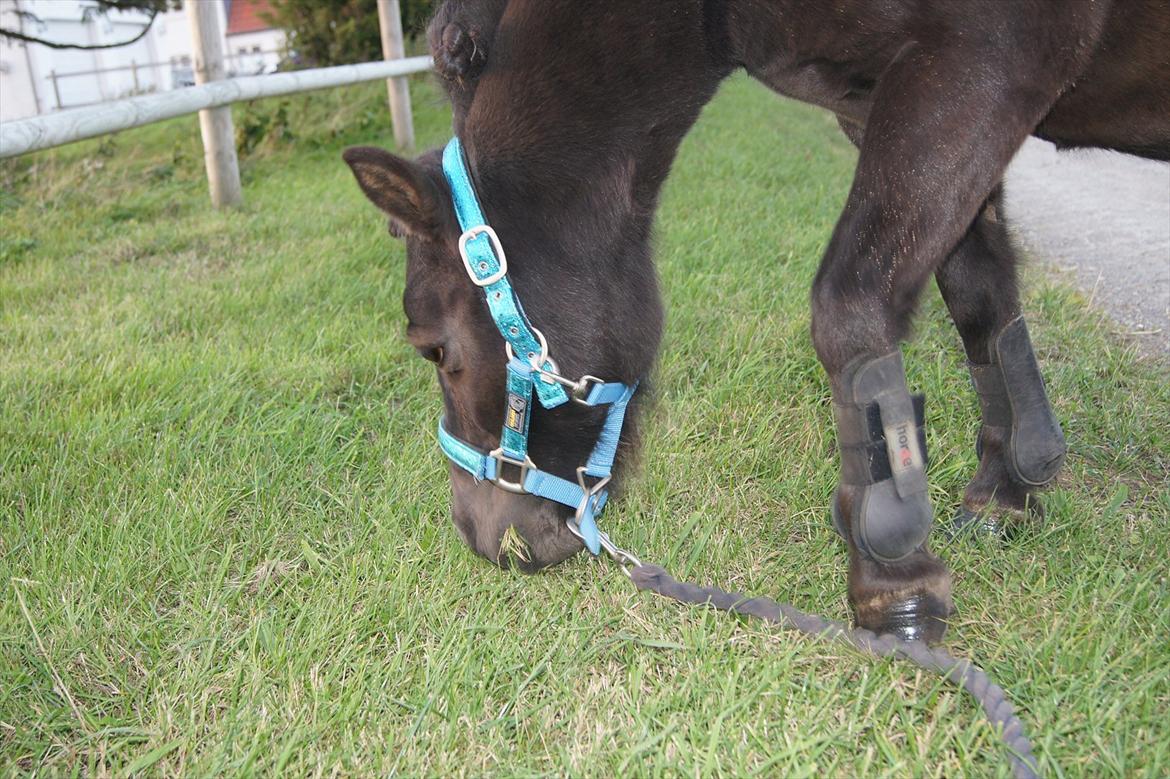 Shetlænder Bølle bob 'Bassen' billede 12