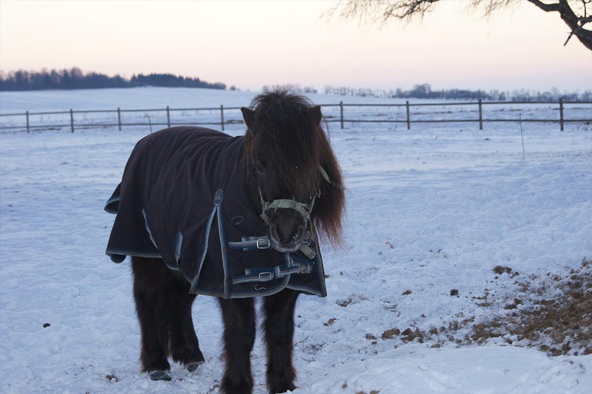 Shetlænder Bølle bob 'Bassen' - Vinteren 2010 :) billede 13