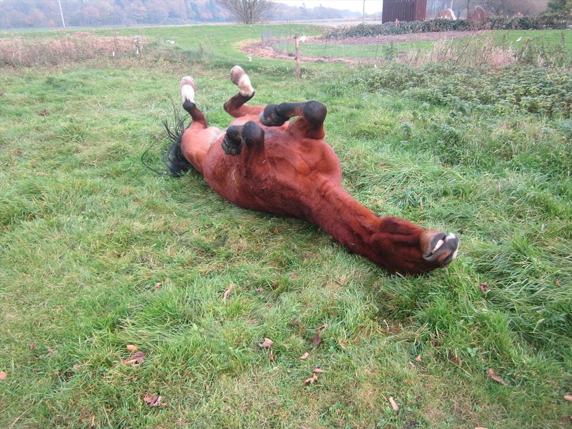 Pinto Figaro Ponygaarden billede 2