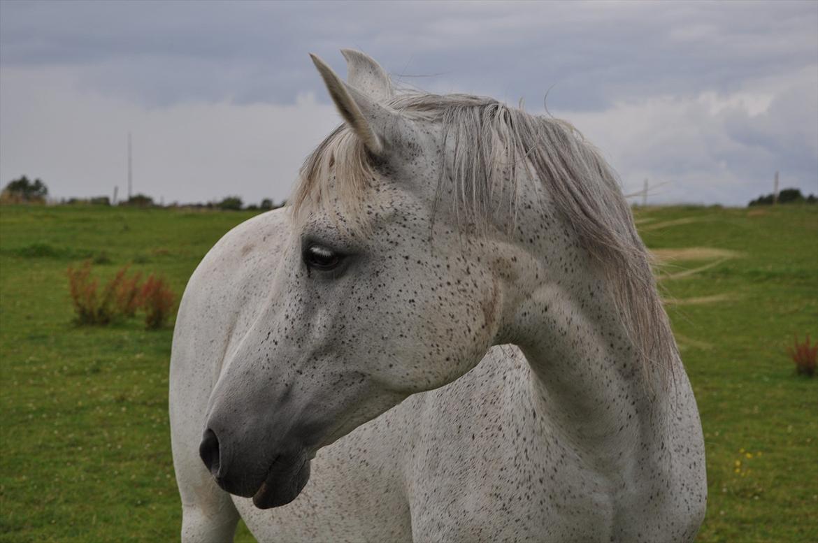 Arabisk fuldblod (OX) Bahia Blanca - Aldrig vær trist over det du har mistet. Bare vær glad for at det engnag var dit. billede 12