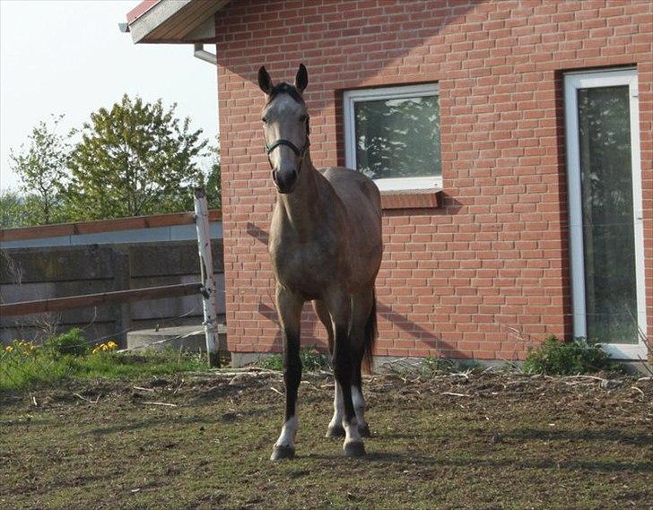 Hollandsk Varmblod Money Quest - maj 11 billede 12