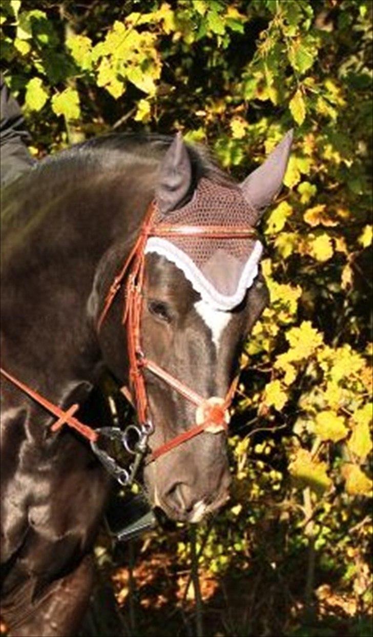 Schweres Warmblut Gero billede 5