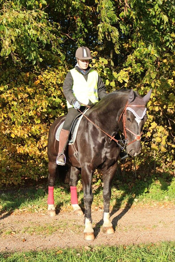 Schweres Warmblut Gero billede 12