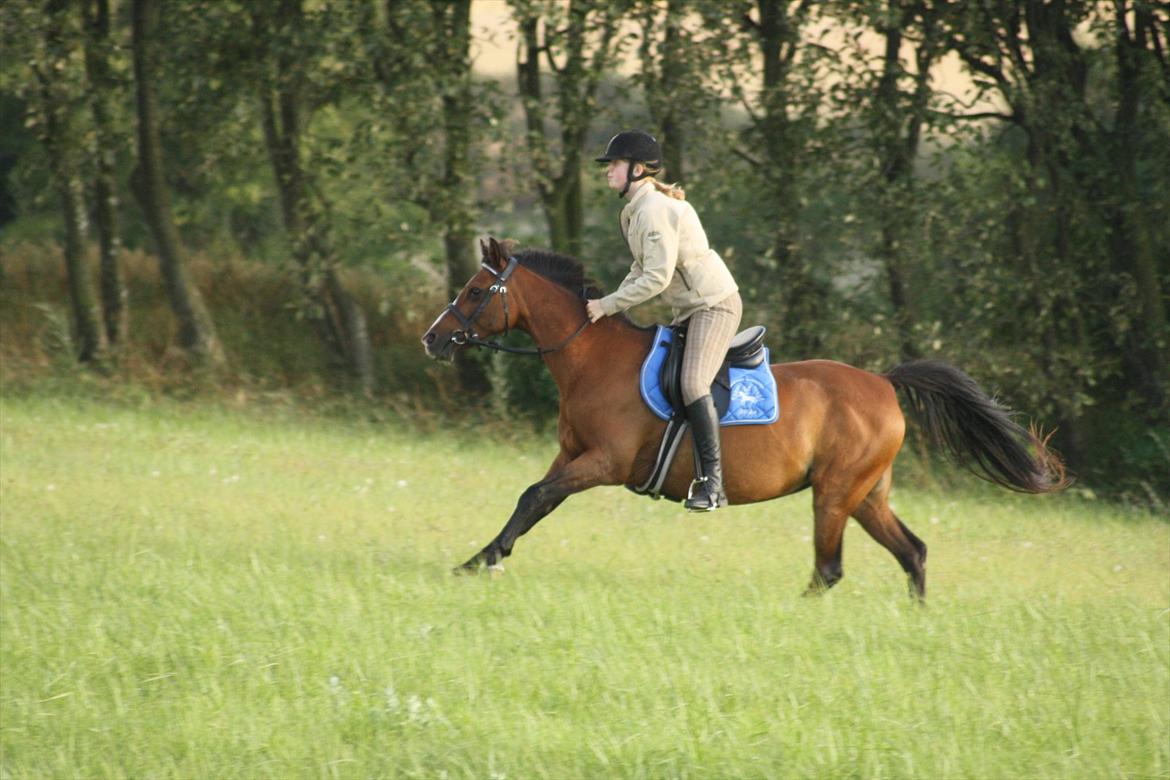 Anden særlig race Lady Dee - Galoptur på marken! - Sommeren 2010 billede 19