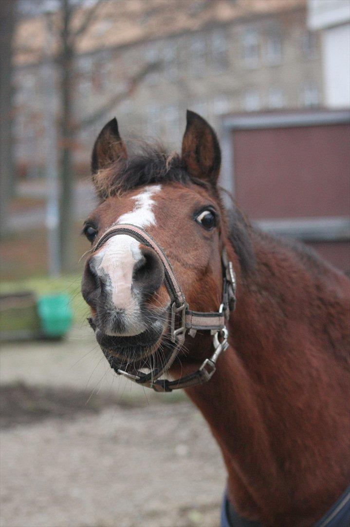 Anden særlig race Lady Dee - Kan man andet end elske det der? <3 - Efterår 2011 billede 18