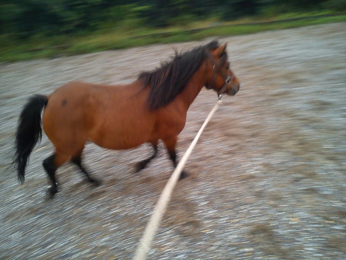 Miniature LUKAS - lukas i longe billede 2