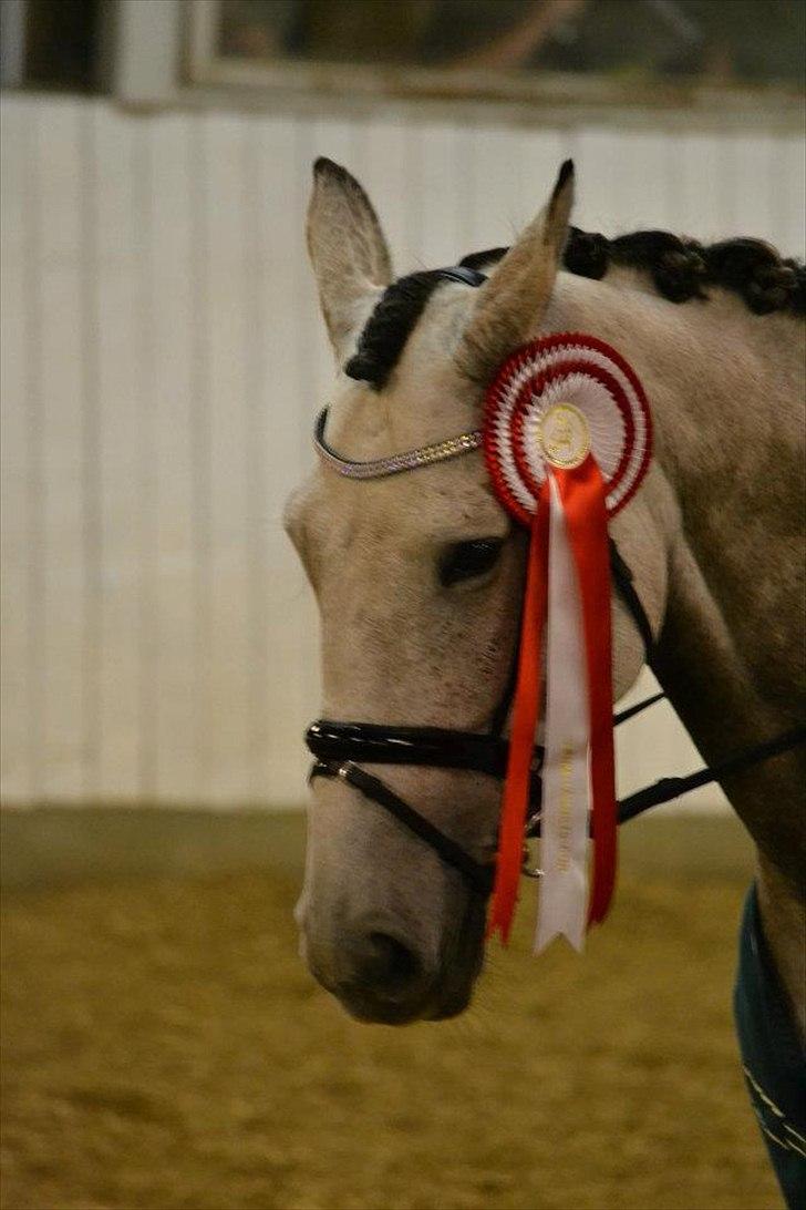 Holstener konstantins Aicha (b hest) - sø cup finale, vinder af midi cuppen 2011 i dressur:) billede 3