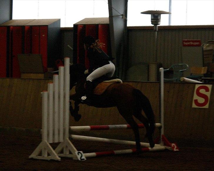 Anden særlig race MILLE - Stævne i Aalestrup Foto: Lisa J billede 15