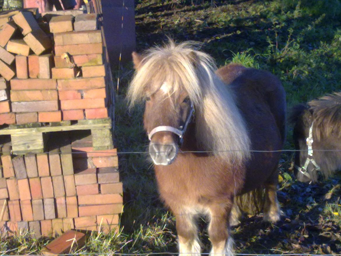 Shetlænder Liller von Keppner billede 1