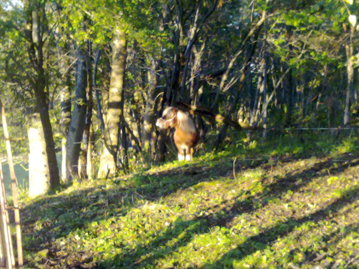 Shetlænder Liller von Keppner billede 2