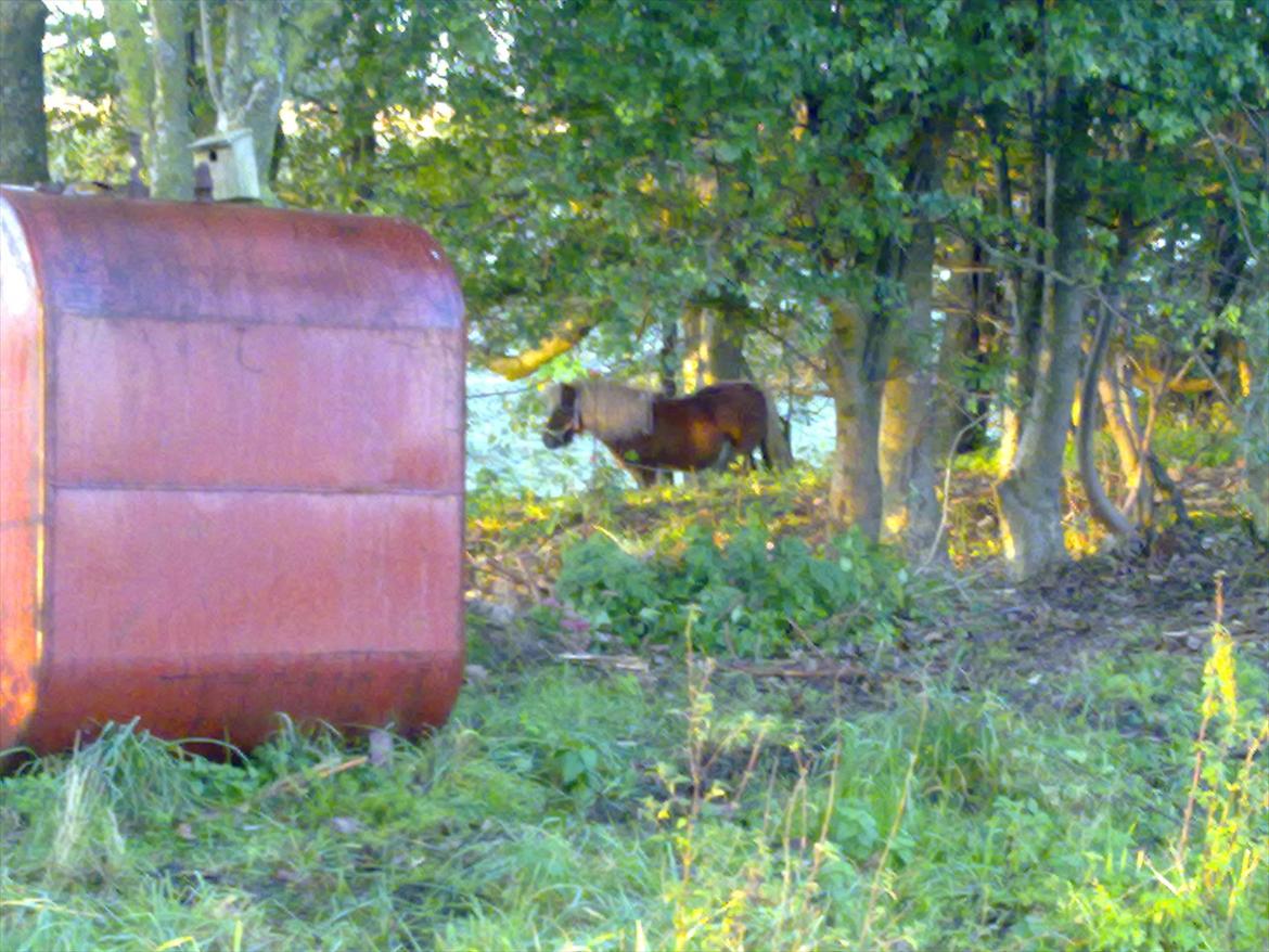 Shetlænder Liller von Keppner billede 3