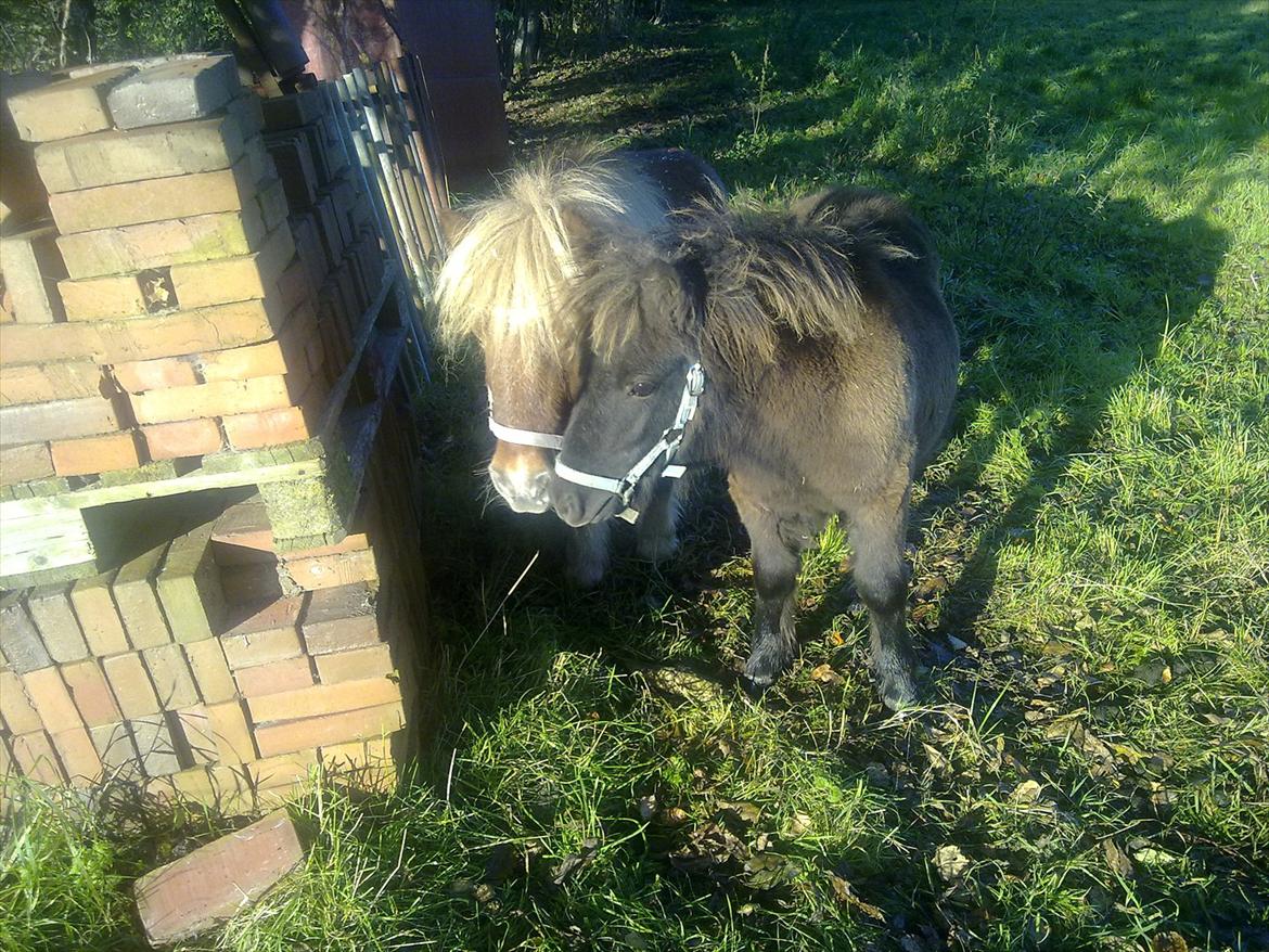 Shetlænder Liller von Keppner billede 4