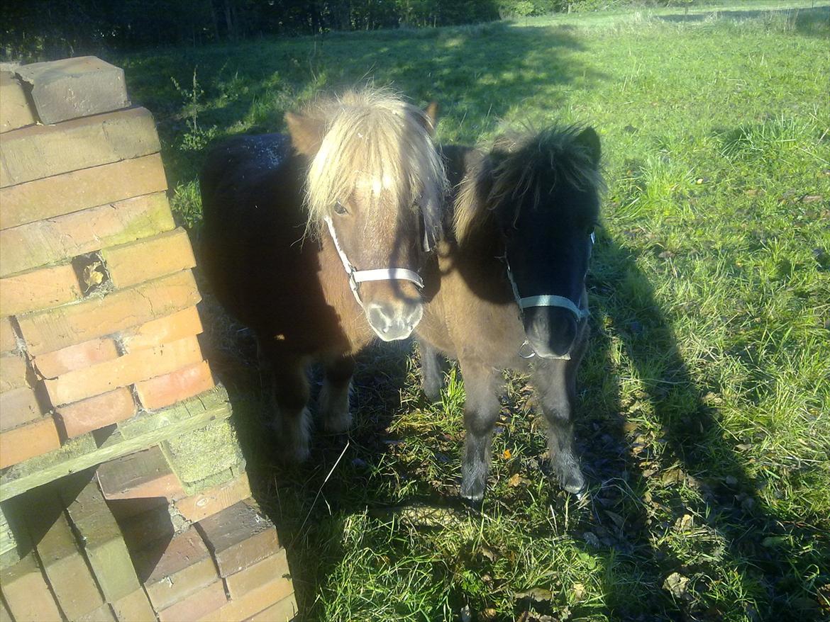 Shetlænder Liller von Keppner billede 5
