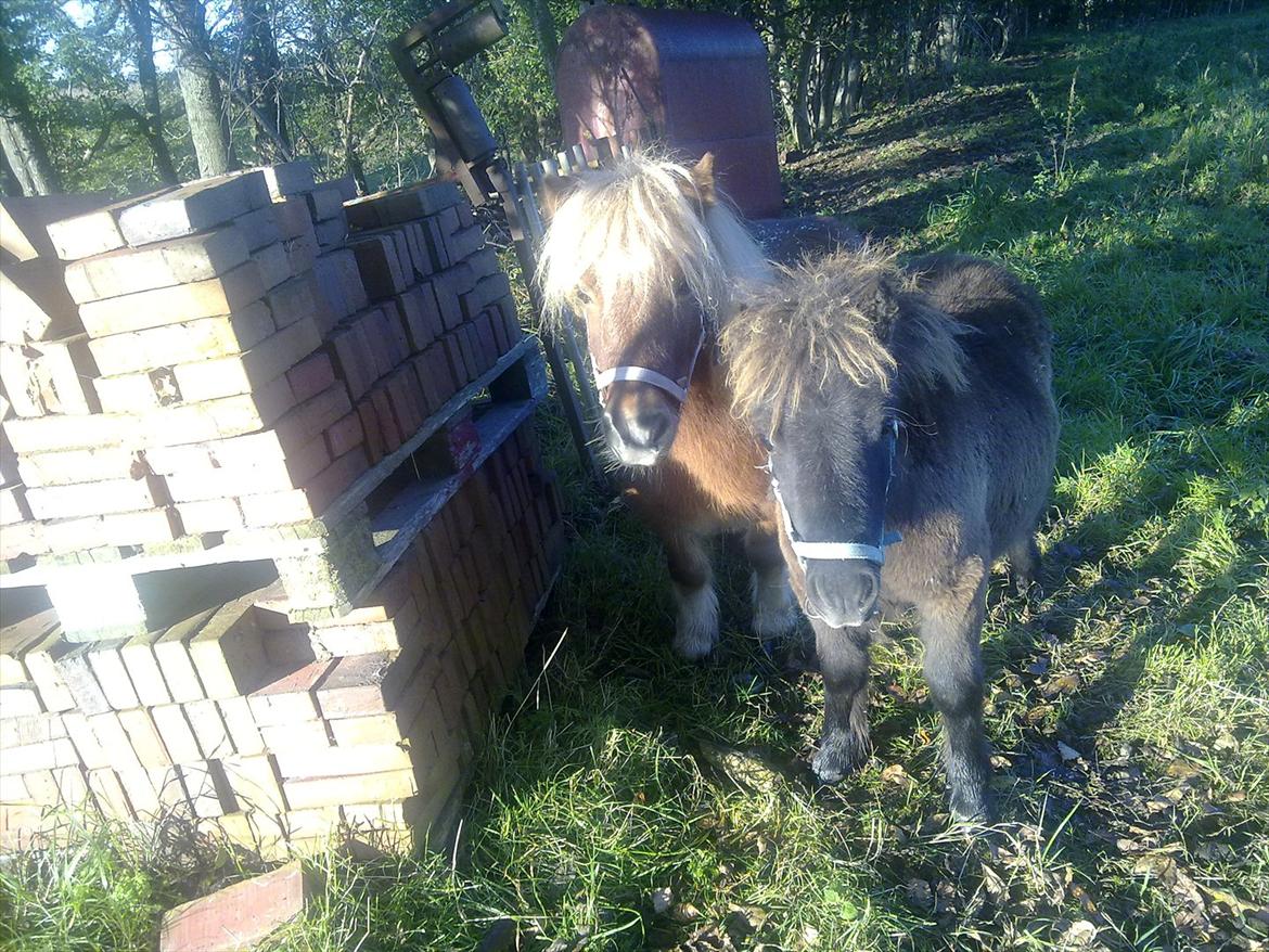 Shetlænder Liller von Keppner billede 6