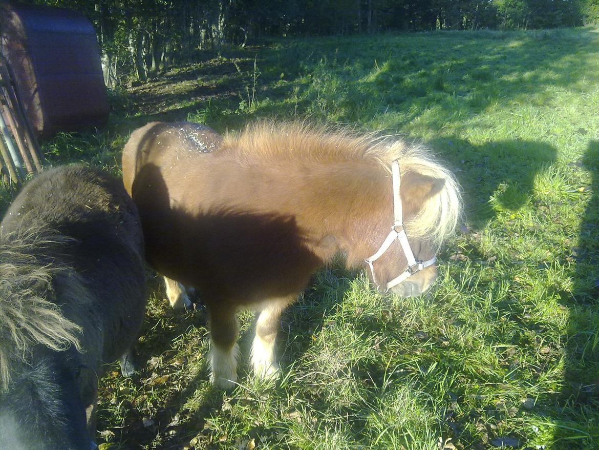 Shetlænder Liller von Keppner billede 7