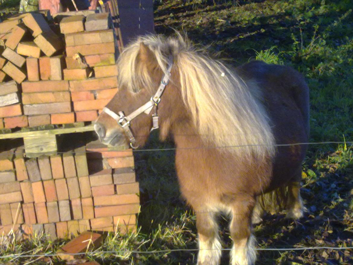 Shetlænder Liller von Keppner billede 8