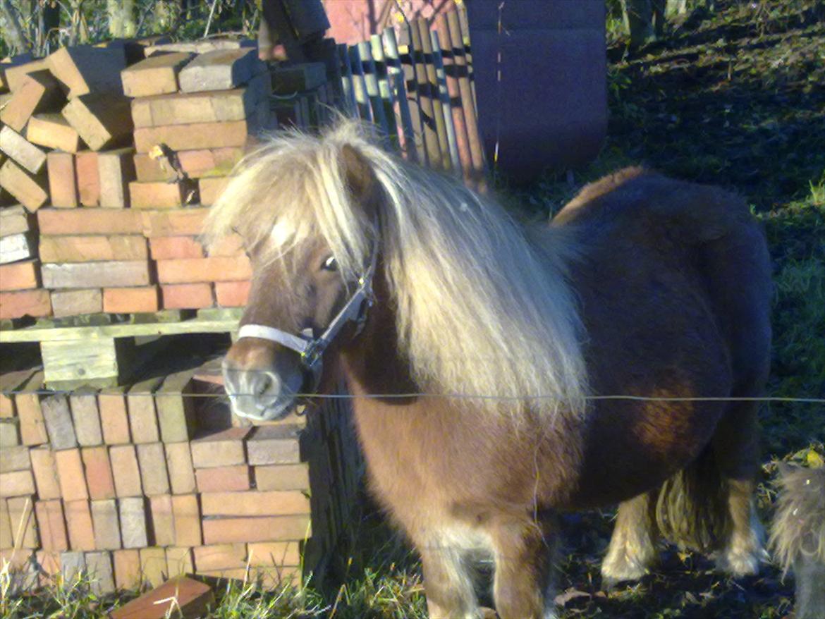 Shetlænder Liller von Keppner billede 9