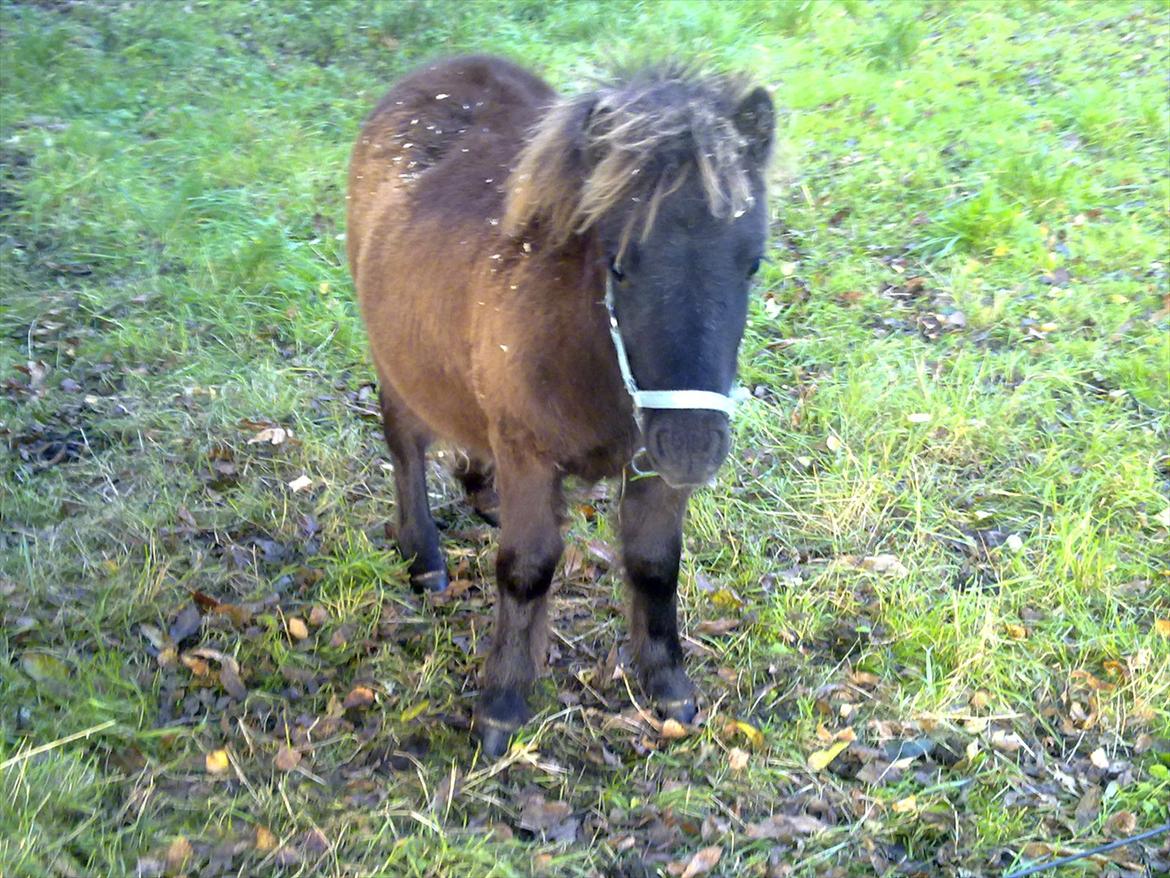 Shetlænder Mr. Tender of love (Elvis) billede 6