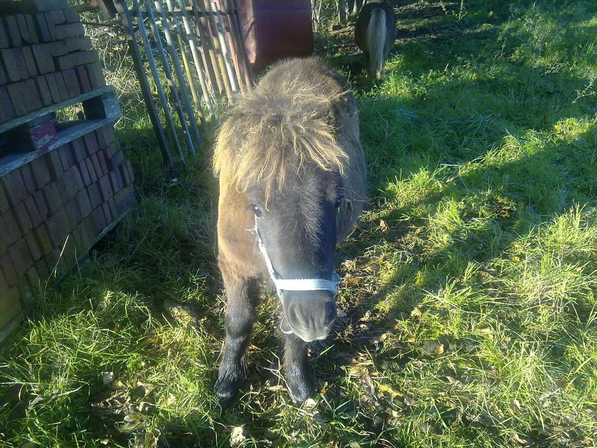 Shetlænder Mr. Tender of love (Elvis) billede 7