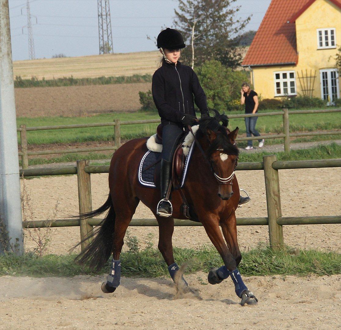 DSP Nymfe Stengaard (B-pony) - Første gang jeg red Nymfe billede 12