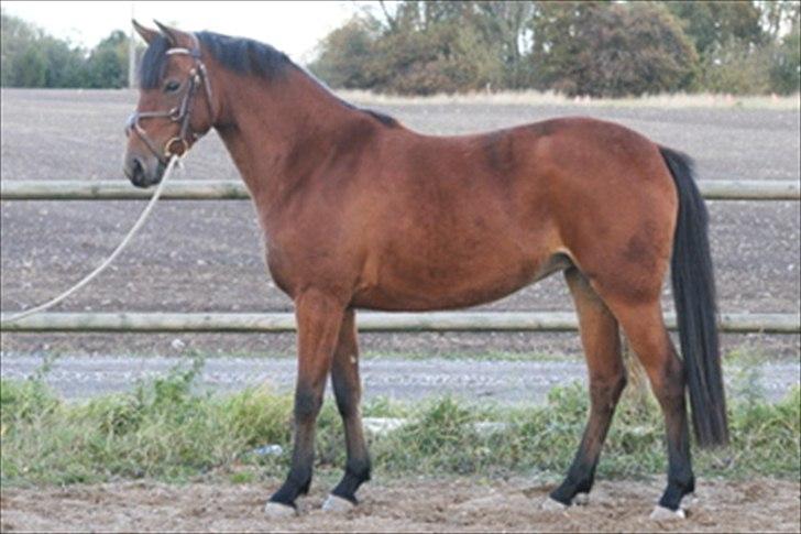 DSP Nymfe Stengaard (B-pony) - Billed fra 2009 billede 13