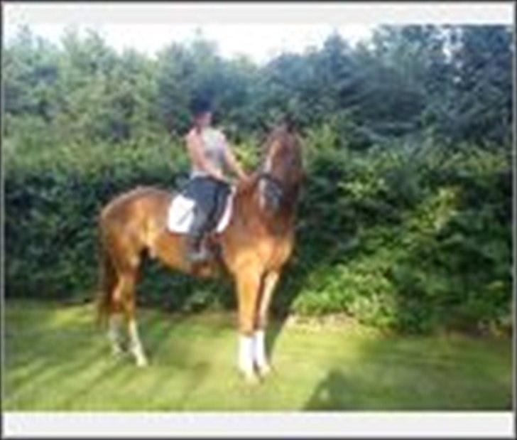 Dansk Varmblod Blue Eye *solgt* billede 20