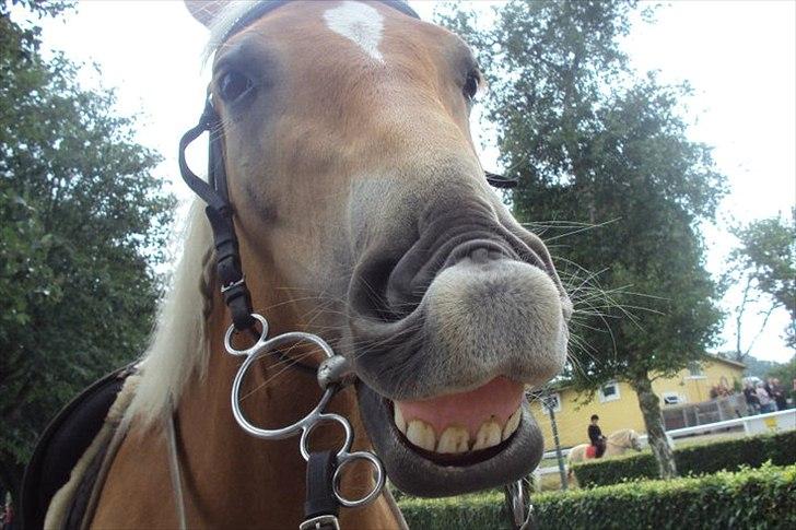 Anden særlig race Nemo Bit - vi hygger på århus travbane! billede 19